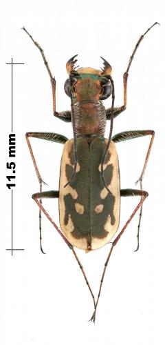 Myriochila dorsata